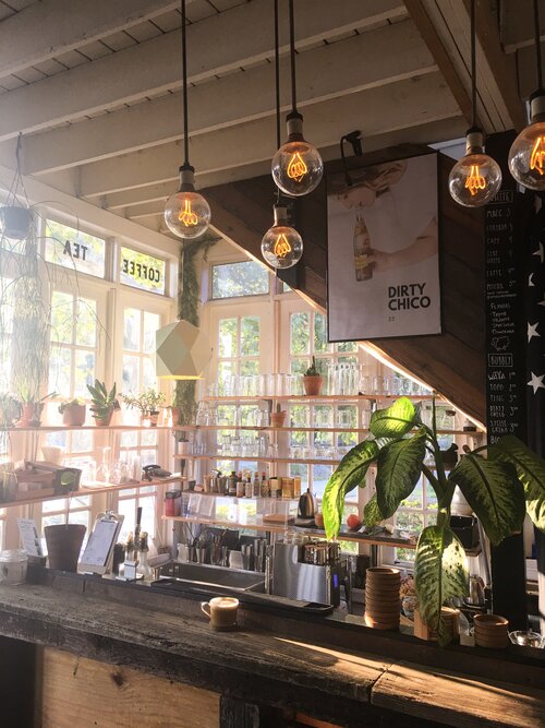 Main counter of Gilly Brew Bar in the morning with beautiful green plants and a coffee on the counter and morning sunlight coming through the window