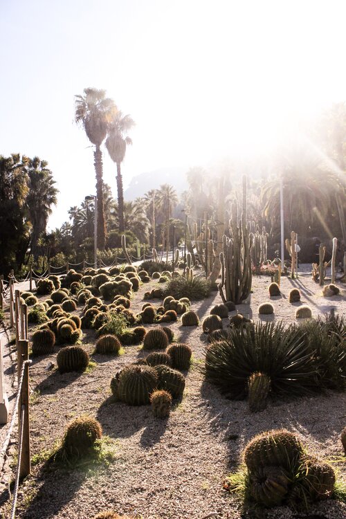 Sun shining bright with lots of different cacti in the cactus farm in Barcelona