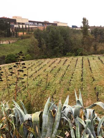 Cava Vineyards in Catalonia for a Barcelona side trip